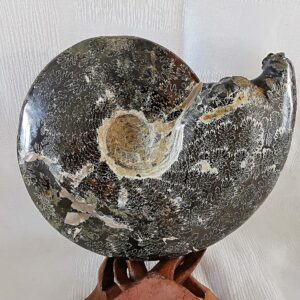 Ammonite fougère de Madagascar